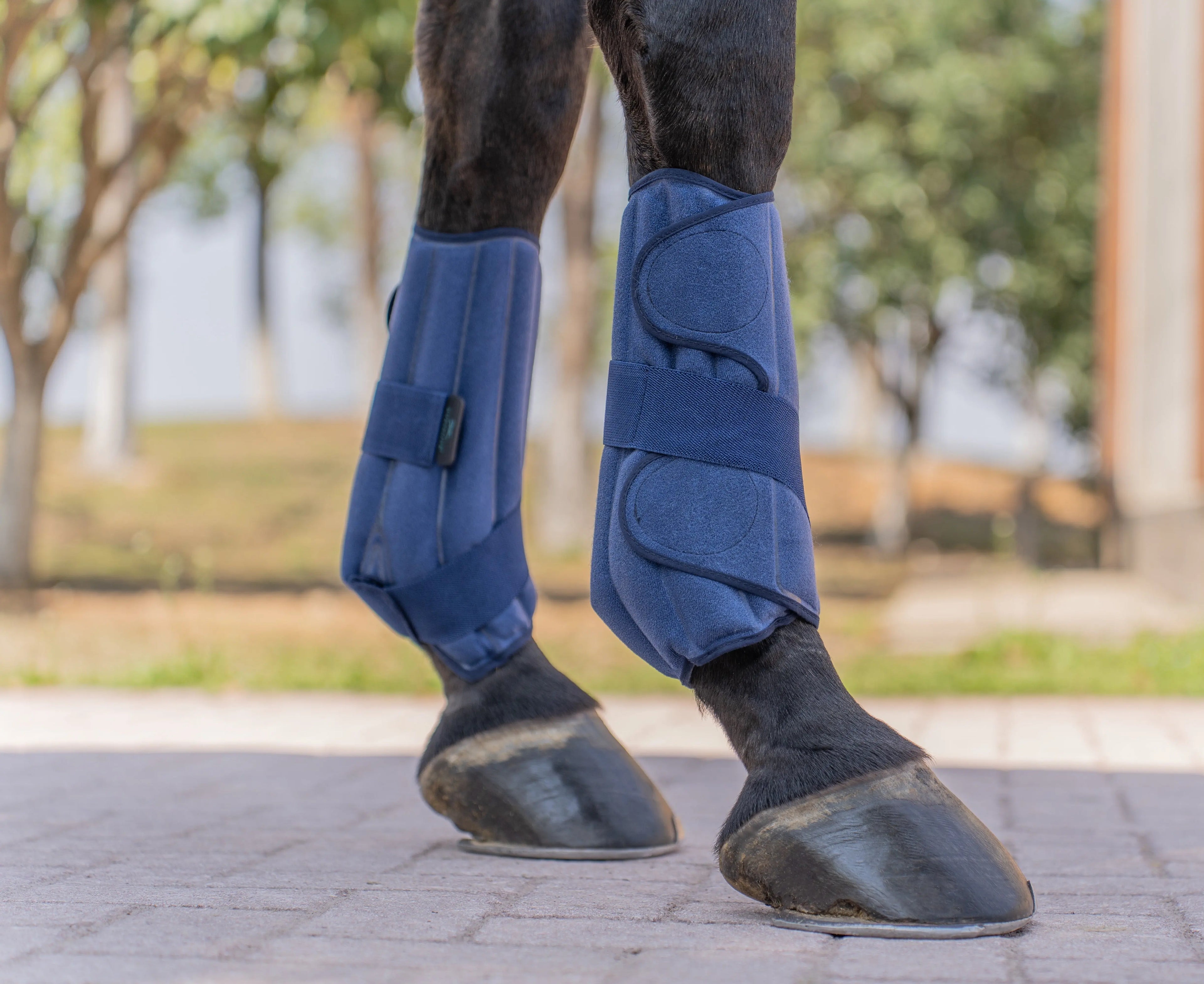 Horse Care - MAD Equestrian