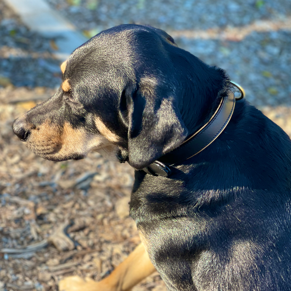 Milan - Black Leather & Burnished Gold Trim Dog Collar