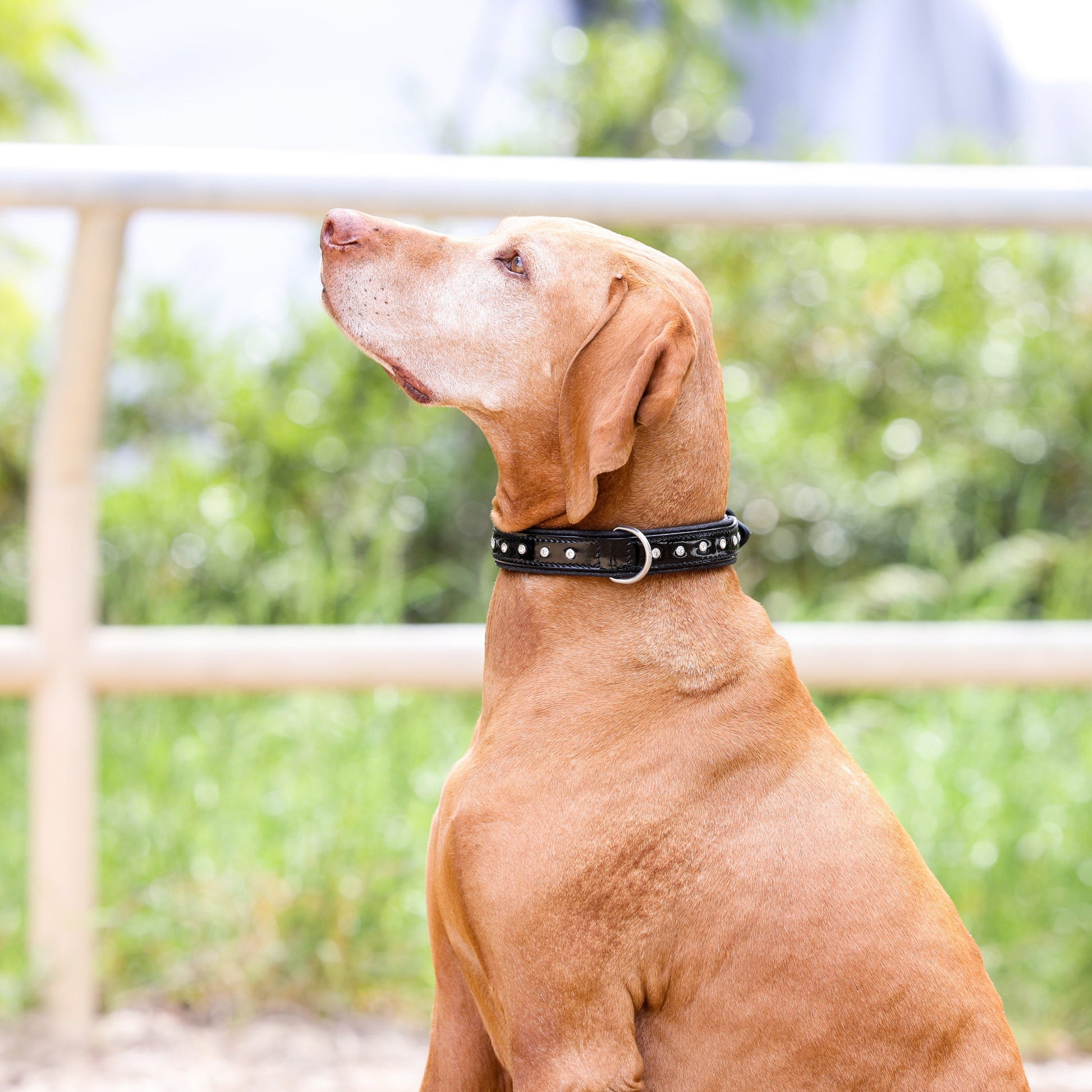 Black Patent Celebrity Dog Collar