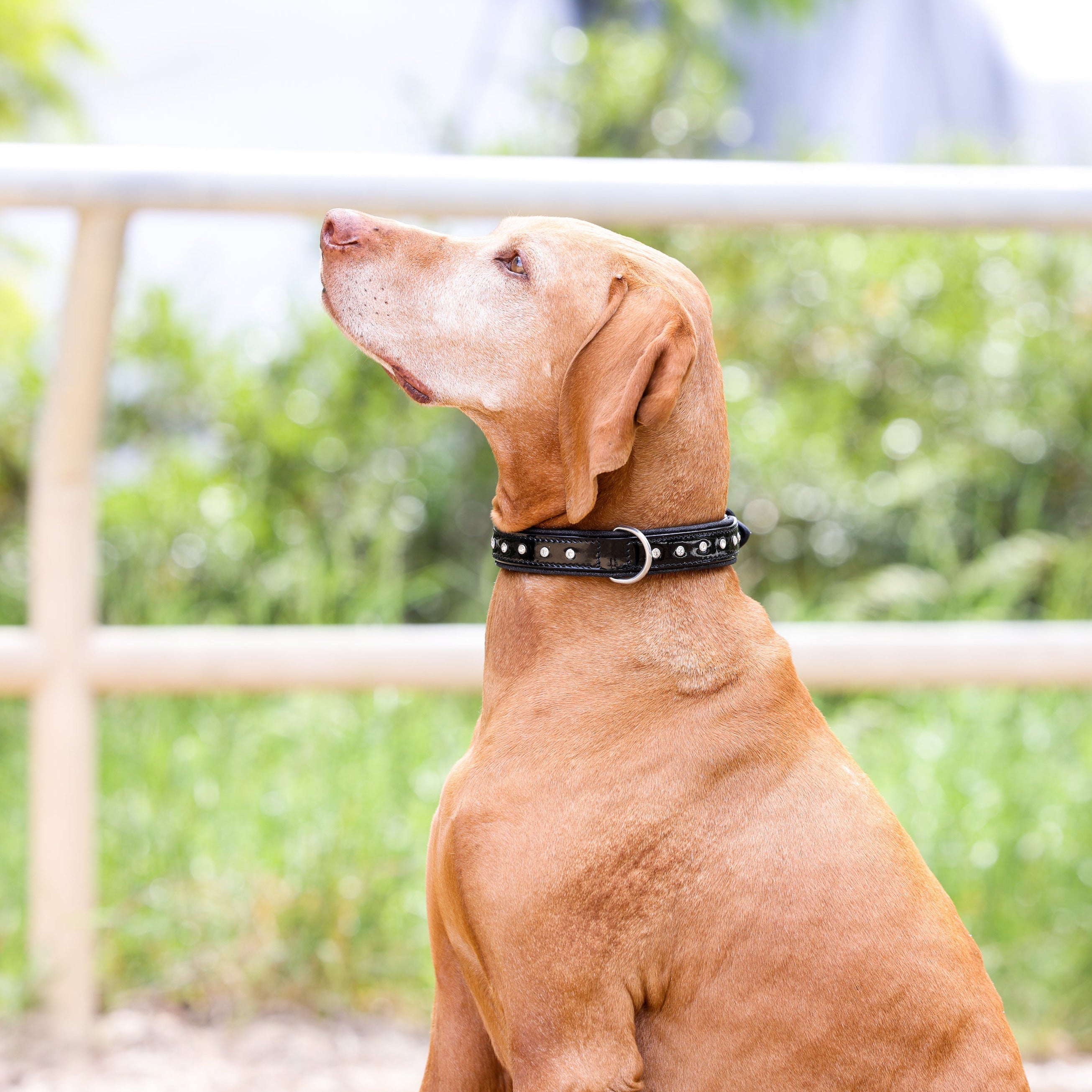 Black Patent Celebrity Dog Collar