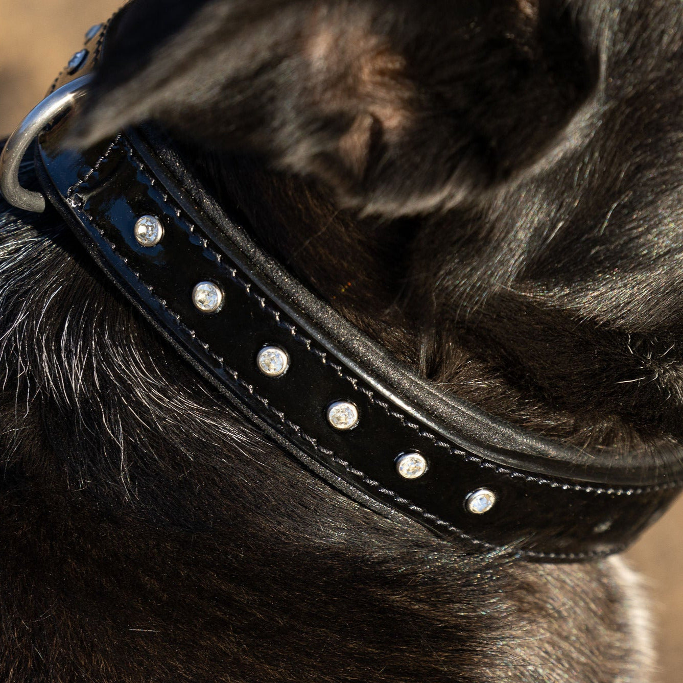 Black Patent Celebrity Dog Collar