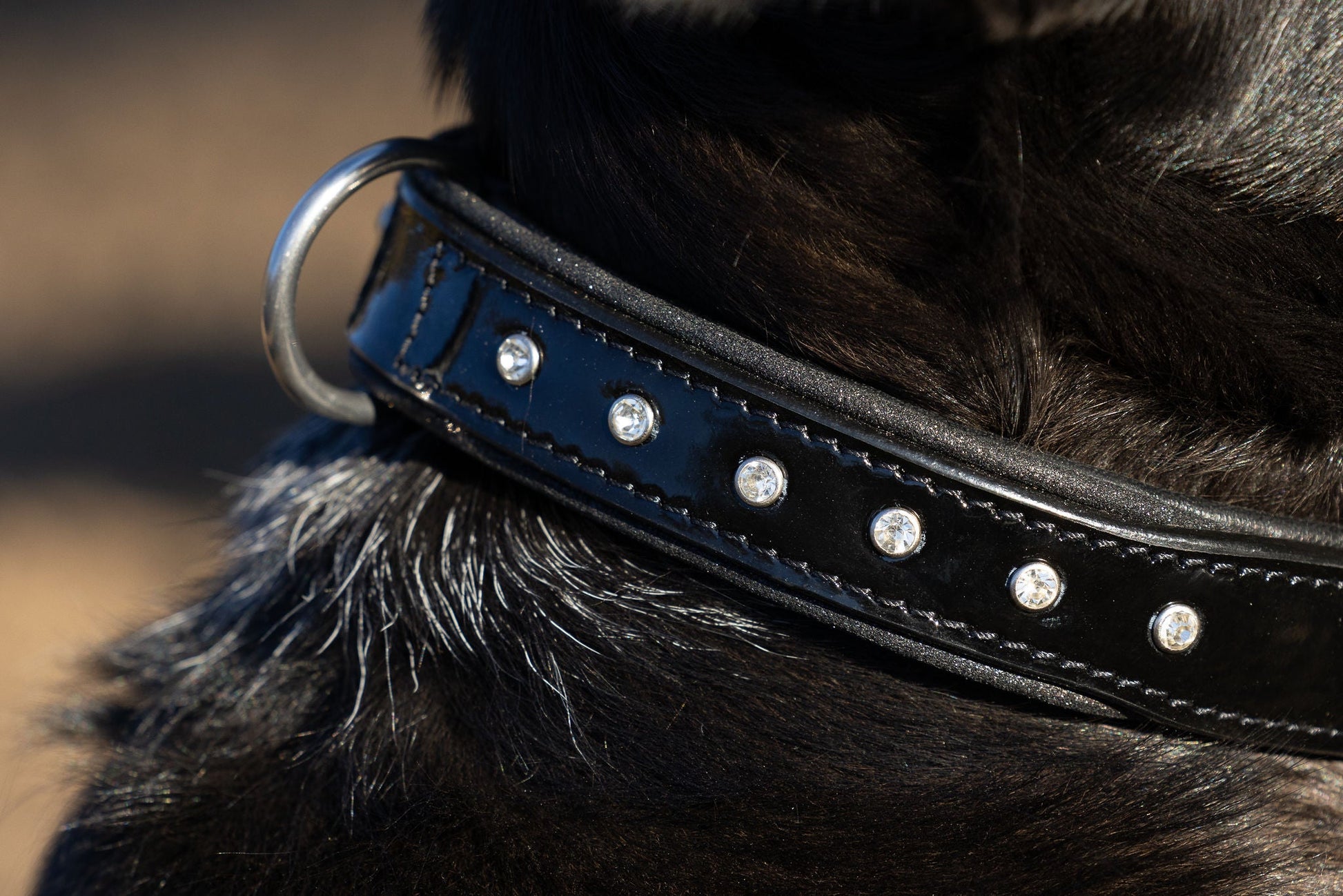 Black Patent Celebrity Dog Collar