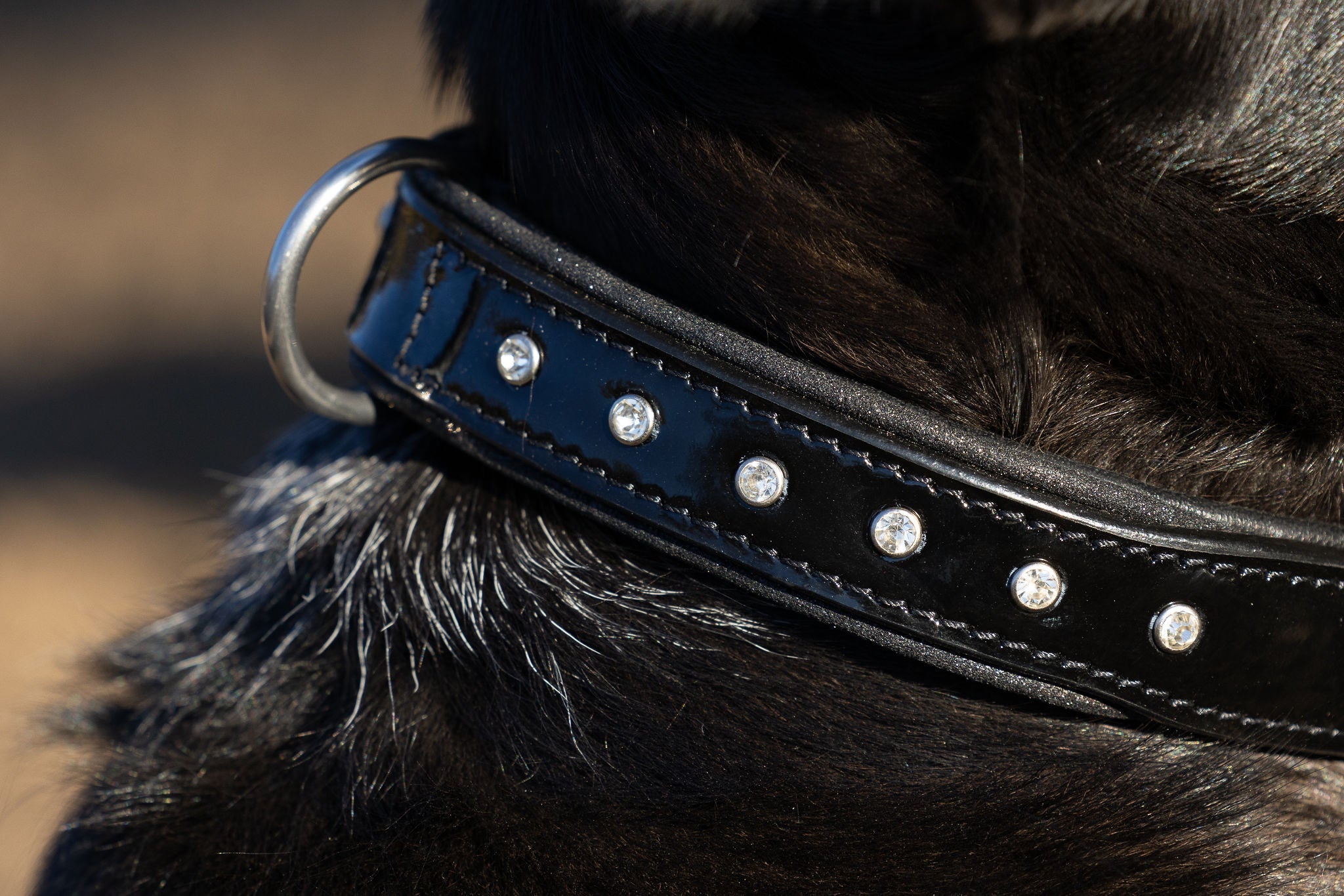 Black Patent Celebrity Dog Collar