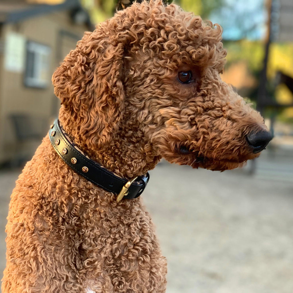 Black Leather Safari Dog Collar