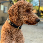 Black Leather Safari Dog Collar