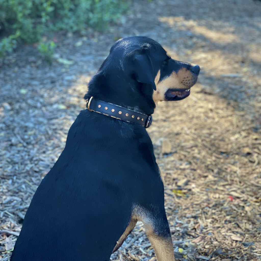 Black Leather Safari Dog Collar