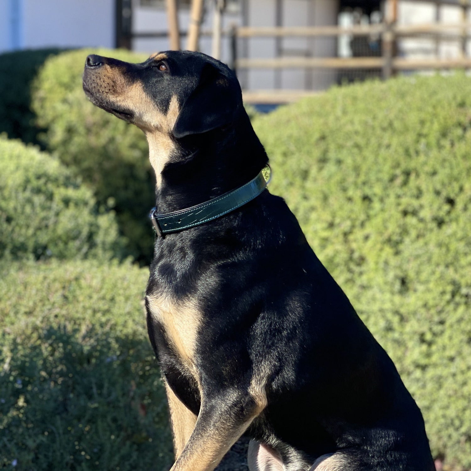 Metallic Teal Croc Leather Dog Collar