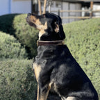 Brown Patent Florence Dog Collar