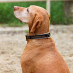 Brown Patent Florence Dog Leash