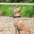 Black Leather Safari Dog Collar