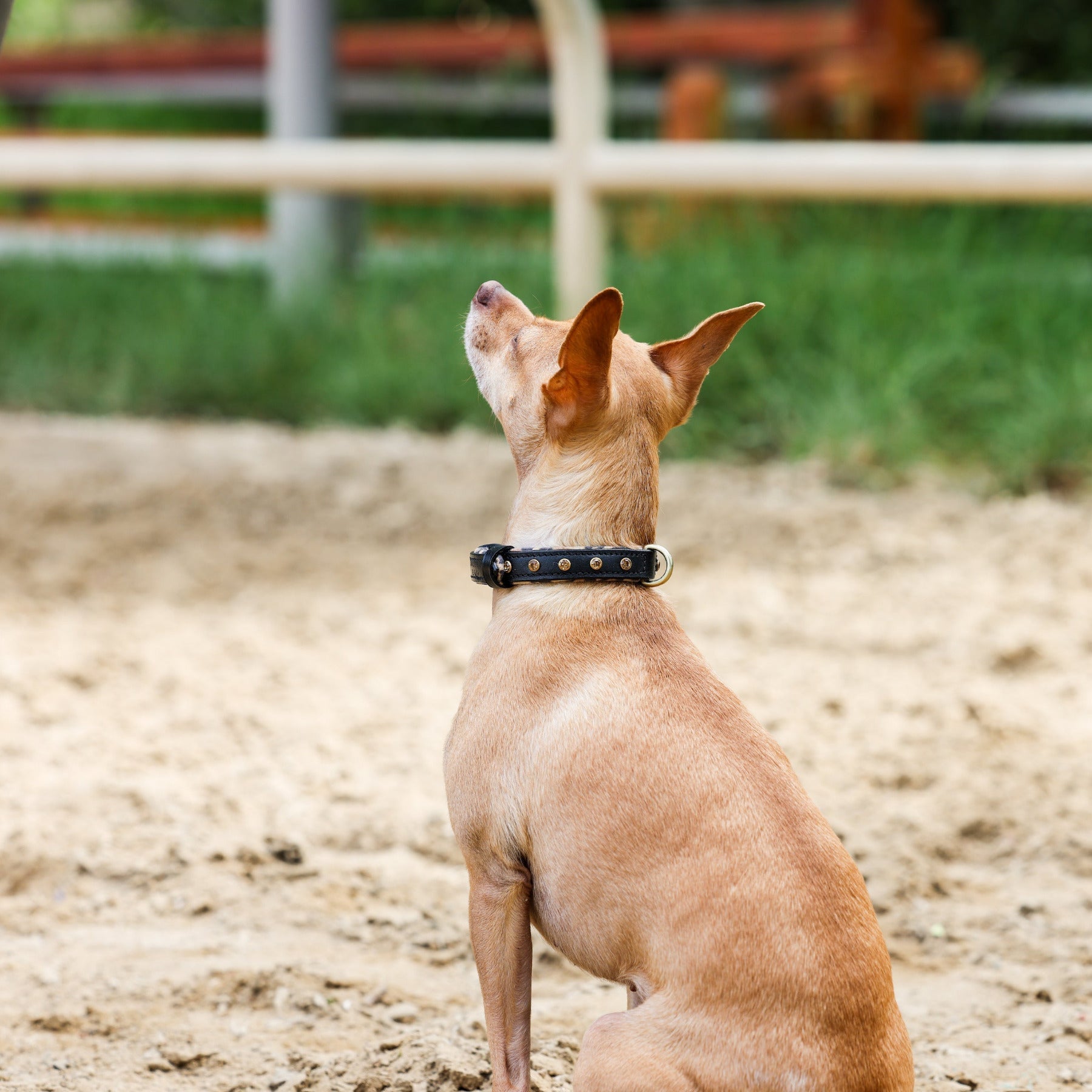 Black Leather Safari Dog Collar
